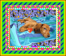 thumbnail of Eddy's Dog website